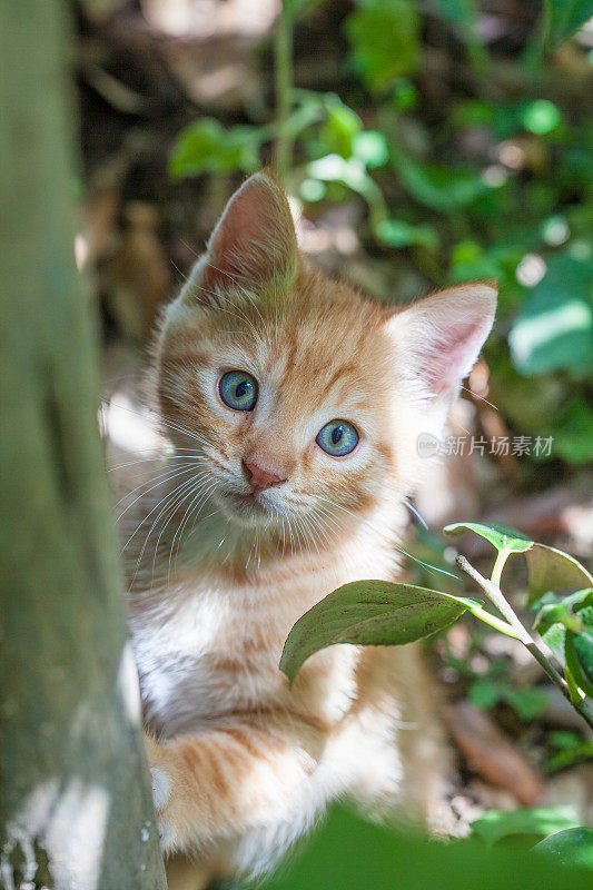 花园里的小猫