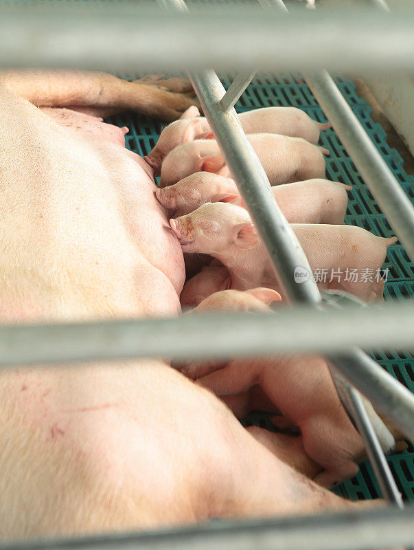 小猪们在农场里从妈妈的子宫里挤奶