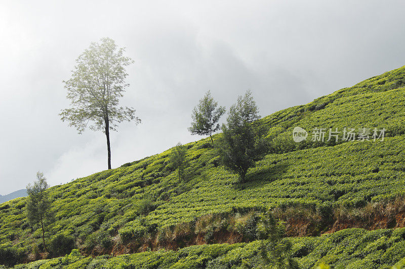 云雾种植园新鲜的绿色锡兰茶叶斯里兰卡