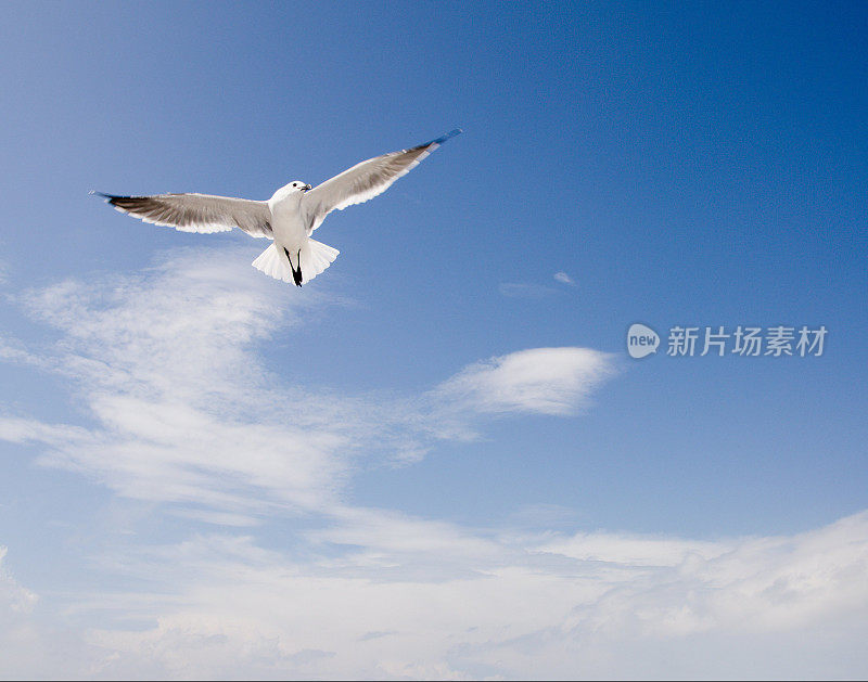 海鸥在飞