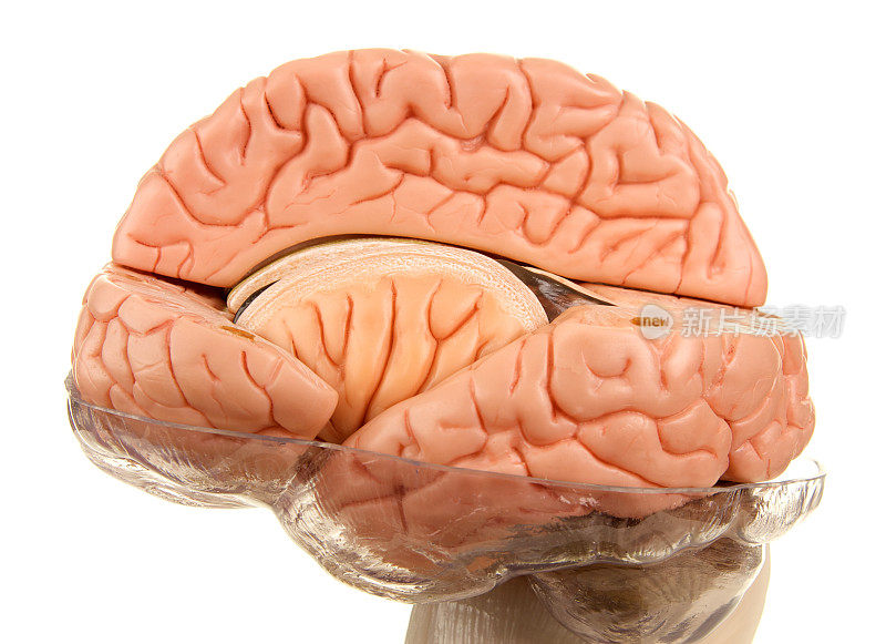 白色背景下的人脑模型横截面