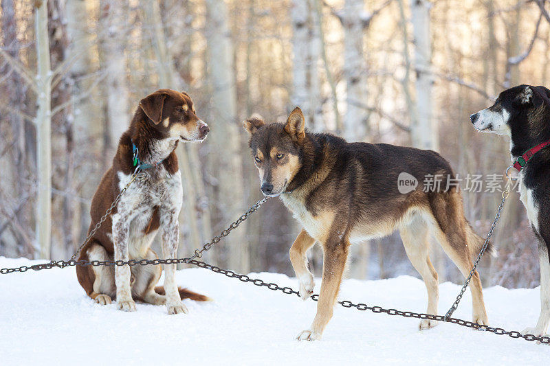 阿拉斯加雪橇犬的狗