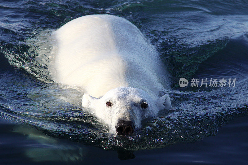 北极熊在水里