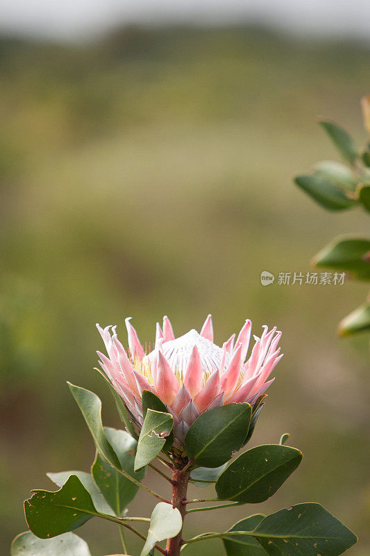 大王protea花