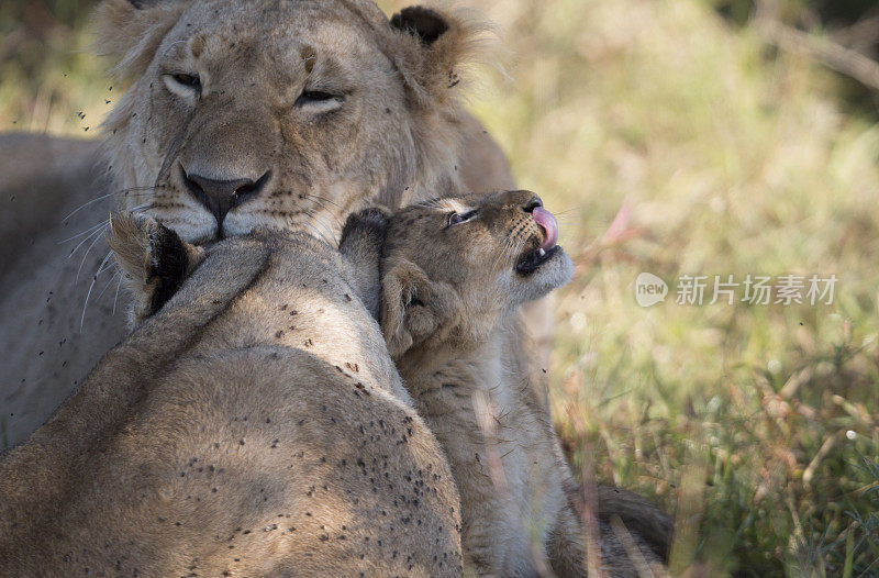 狮子，马赛马拉，肯尼亚
