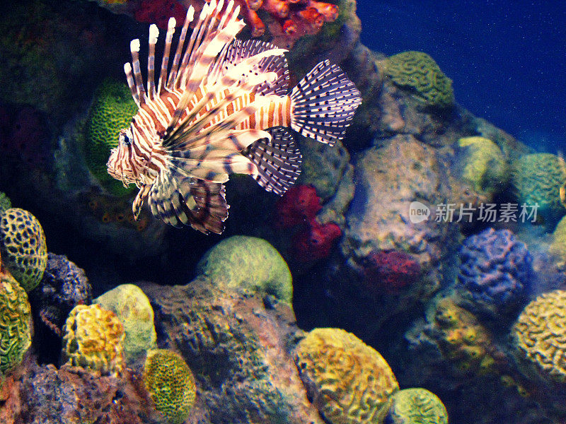 蝎子热带鱼在水族馆与彩色珊瑚