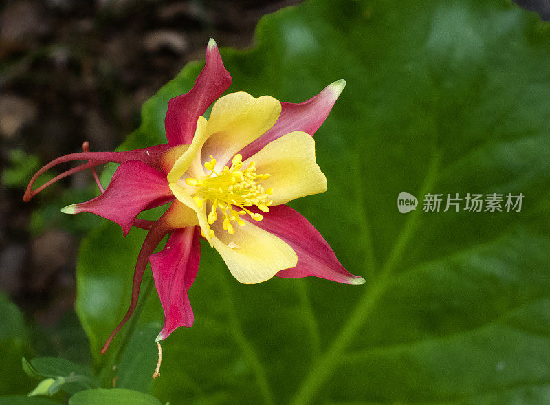 黄色和红色耧斗菜花的特写