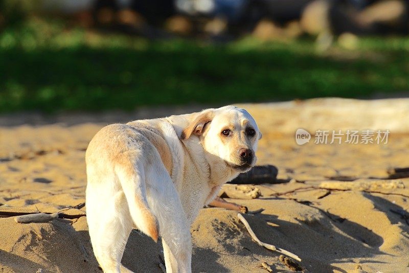 拉布拉多寻回犬