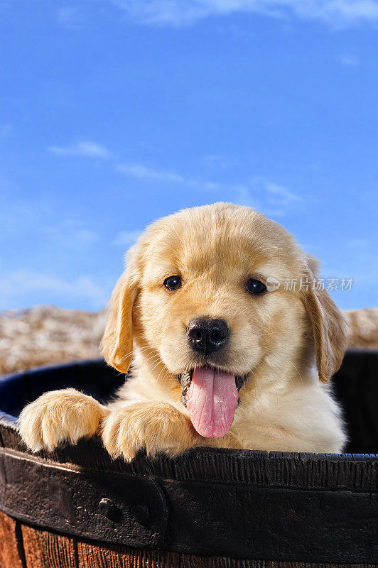 可爱快乐的小狗从木桶里看着相机