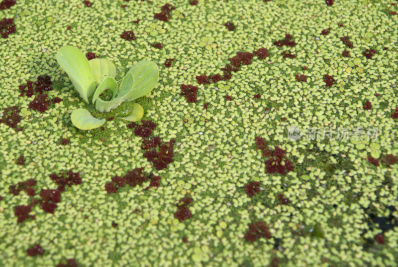 水生植物