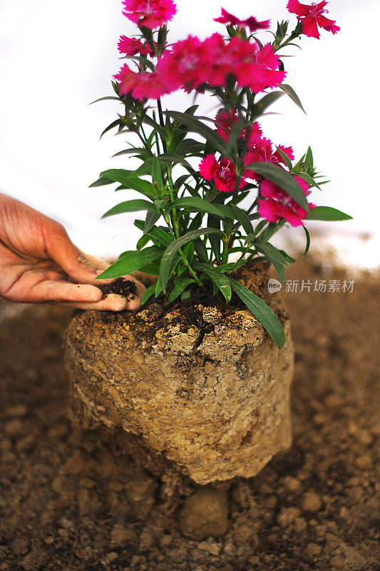 小女孩在花园里种植物