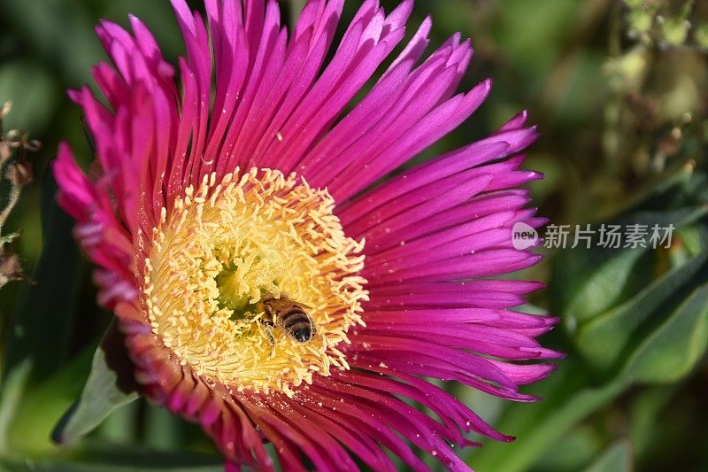 蜜蜂在花上采集花蜜