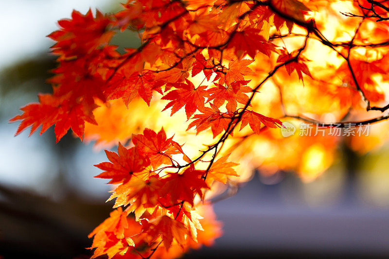 充满活力的秋天的颜色