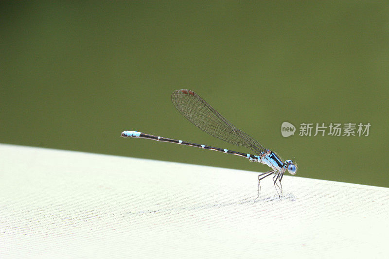 蓝色蜻蜓在绿色上