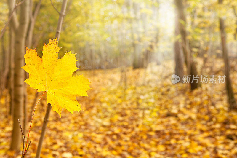 秋天的黎明，森林里一片黄叶