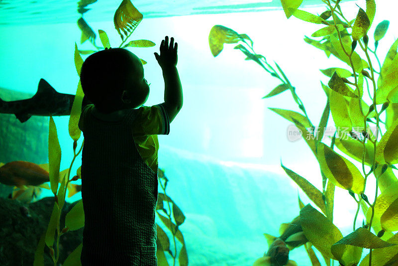 小男孩:在水族馆