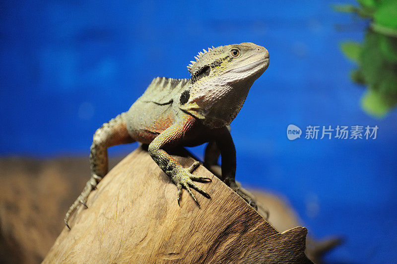 长胡子的龙蜥蜴，澳大利亚