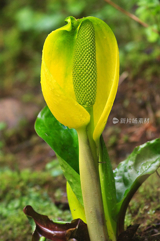 黄色的臭菘