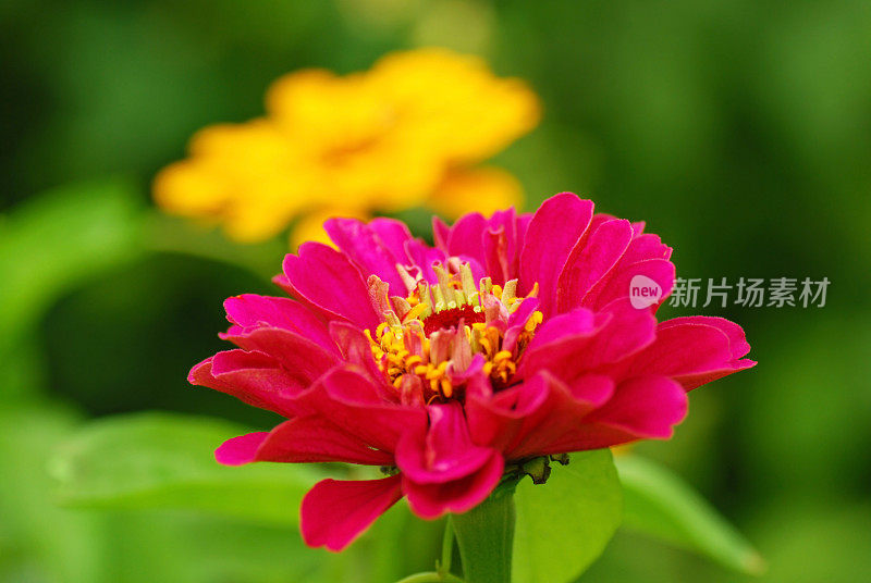 盛开的粉红宇宙花园花。