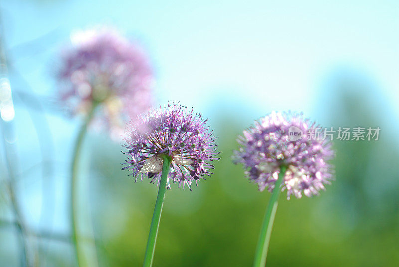 紫色蒜花