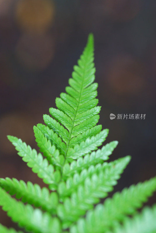 蕨类植物