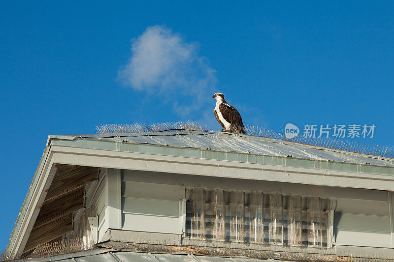 鱼鹰