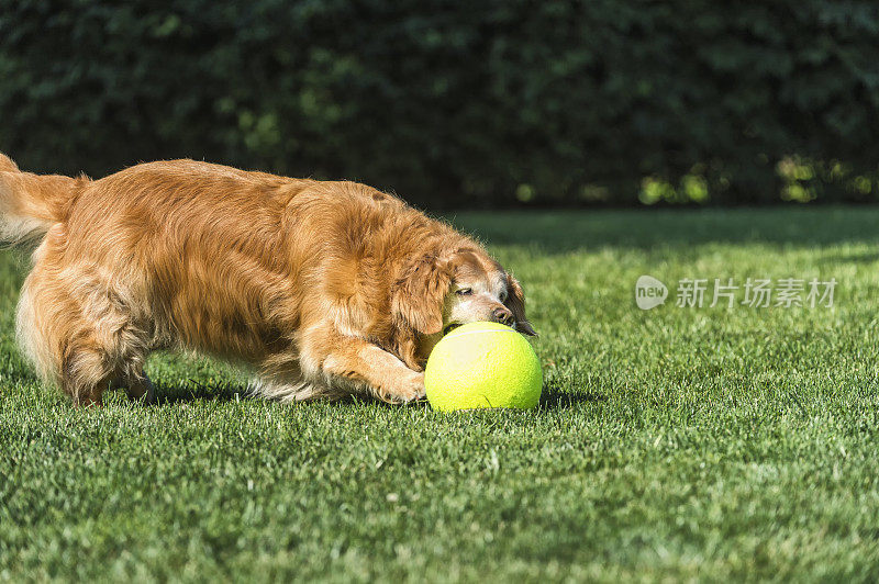 老狗在院子里玩大网球