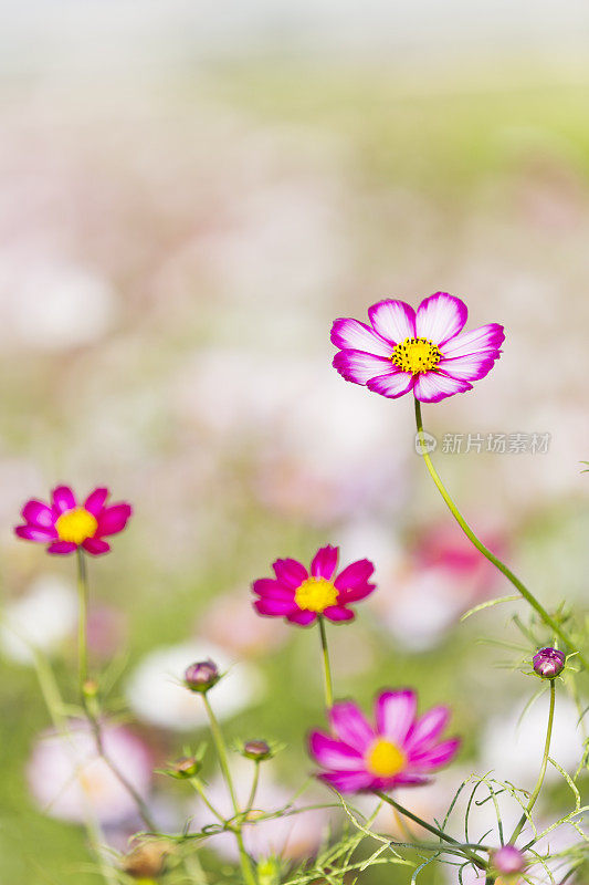 花园里的宇宙花