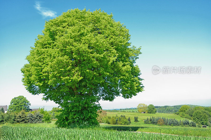 老山毛榉树在春天在绿色的田野