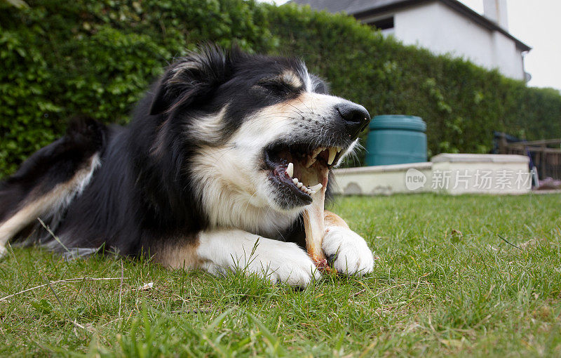 边境牧羊犬躺在草地上啃骨头