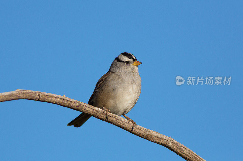 白冠麻雀