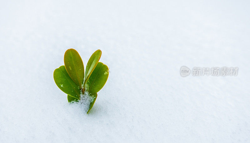 绿色的植物从冰雪中探出头来