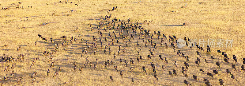 非洲坦桑尼亚塞伦盖蒂国家公园角马群