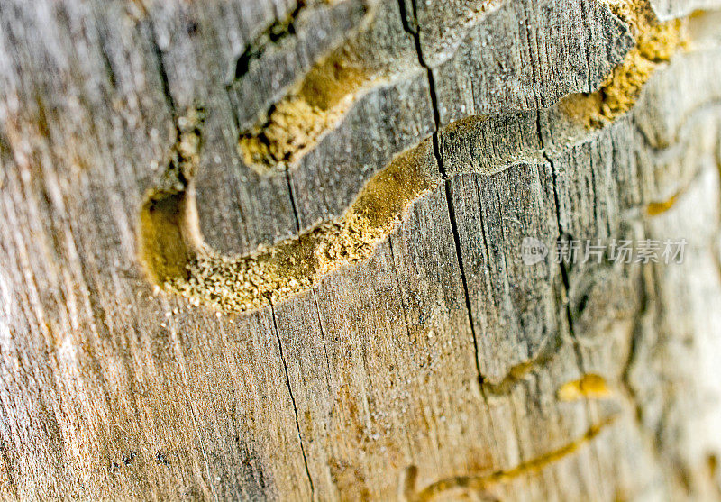 松树的横截面显示甲虫的损害