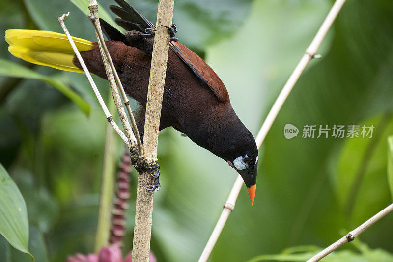 蒙特祖玛oropendola