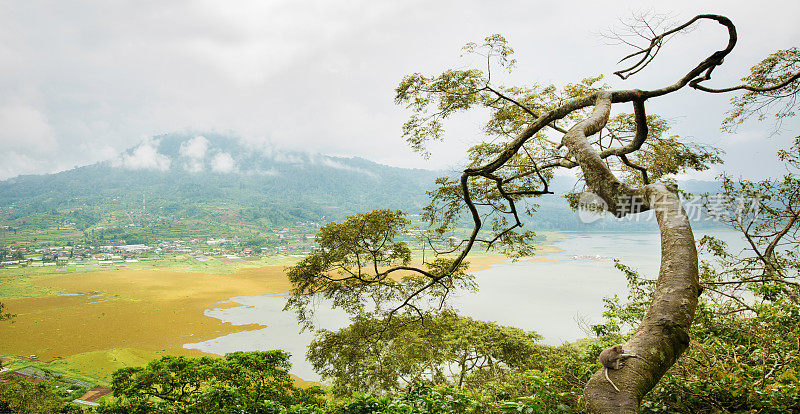 北巴厘岛山谷，丛林树木和猴子的全景