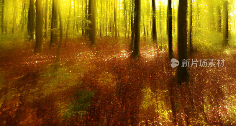 模糊运动的秋日彩色森林研究