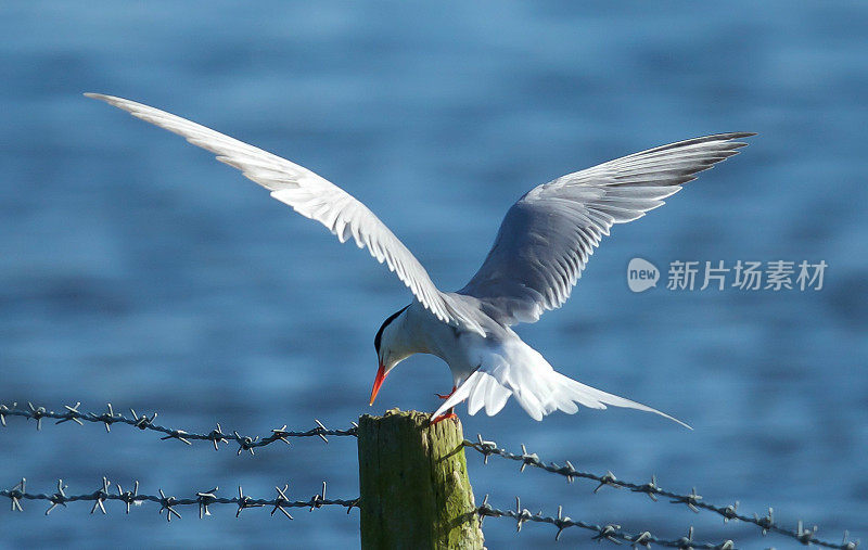 北极燕鸥