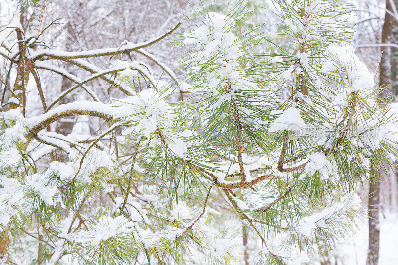 近距离拍摄满是雪的松树树枝