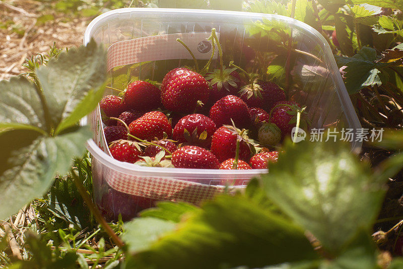 田里刚摘的草莓