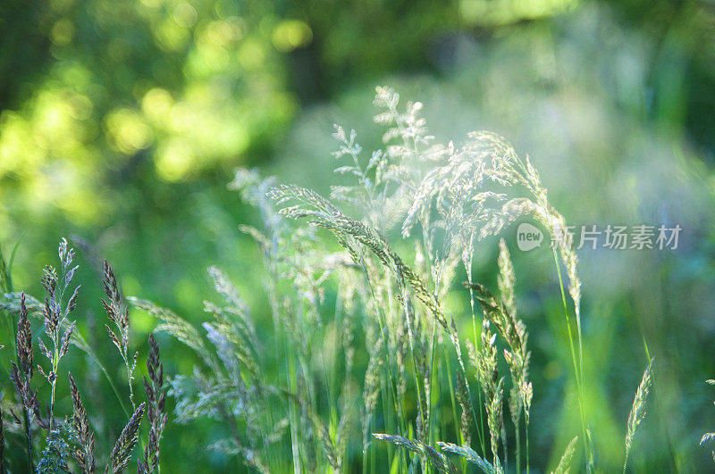 初夏草地:阳光照射下的草叶的特写