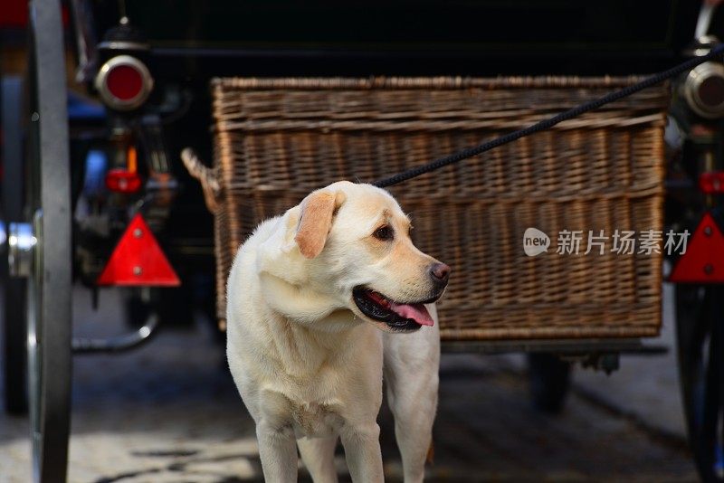 拉布拉多寻回犬