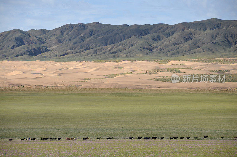 蒙古南部的戈壁沙漠