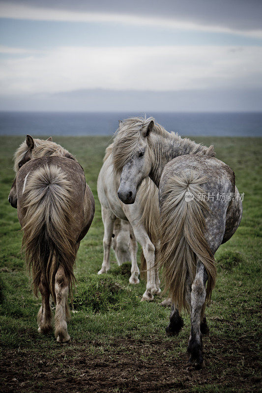 冰岛马，逆风站立