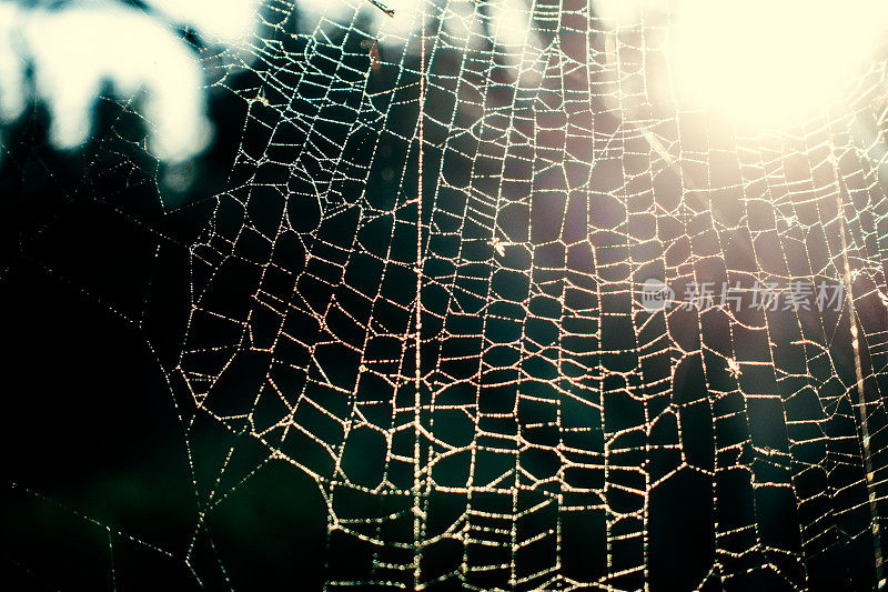 上的露珠蜘蛛网