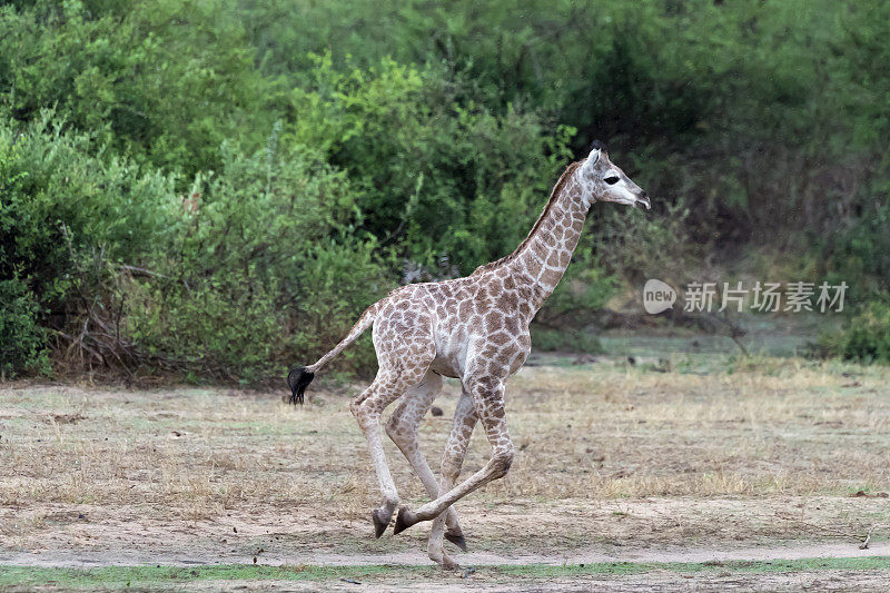 津巴布韦马蒂西野生动物保护区，小长颈鹿在奔跑