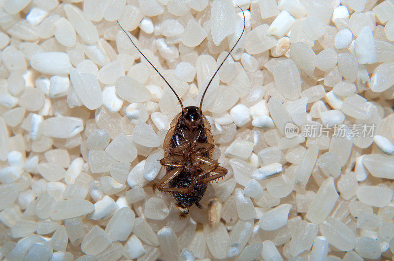 死蟑螂是指杀灭蟑螂。大米的特写镜头。
