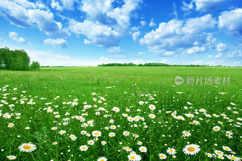 蓝天下，田野上盛开着白色的雏菊。