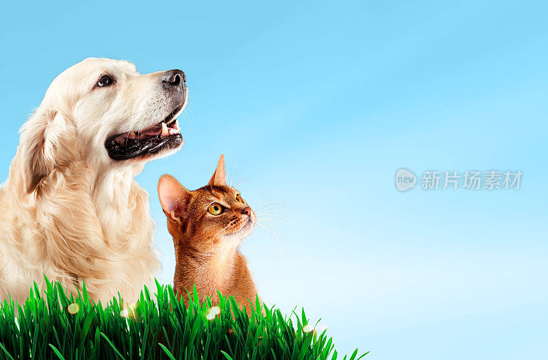 狗和猫一起在草地上，春天的概念。