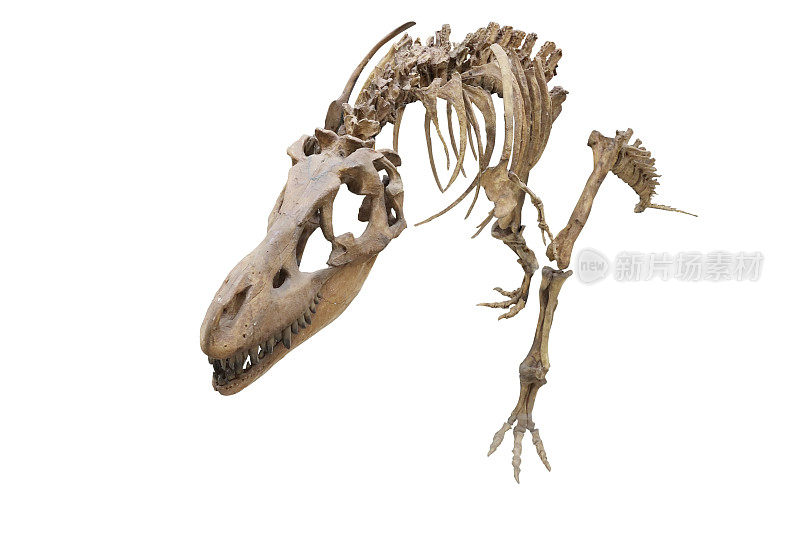 恐龙的骨架